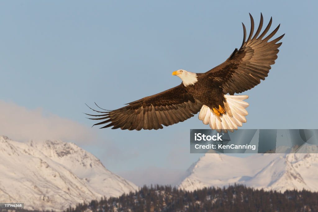 Aigle à tête blanche en vol au-dessus de montagnes enneigées et de forêts de conifères, fond de ciel bleu clair.